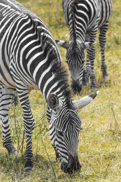 Zebra w Parku Narodowym. Afryka, Kenia — Zdjęcie stockowe