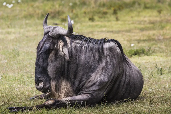 A Wildebeest mother and newly born calf, Ngorongoro Crater, Tanz — Stock Photo, Image
