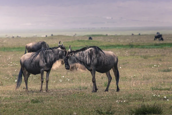Gnu-Mutter und neugeborenes Kalb, Ngorongoro-Krater, Tanz — Stockfoto