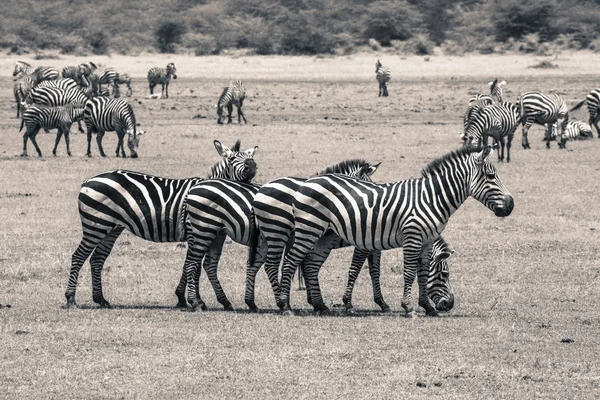 Zebra w Parku Narodowym. Afryka, Kenia — Zdjęcie stockowe