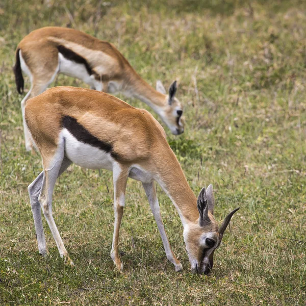 Antílopes de impala fêmea na Reserva Nacional Maasai Mara, Quênia . — Fotografia de Stock