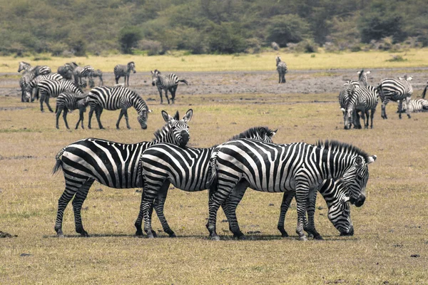 国立公園のゼブラ。アフリカ、ケニア — ストック写真