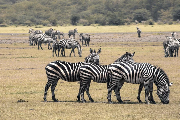 Zebra v národním parku. Afrika, Keňa — Stock fotografie