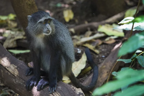 Portrait d'un singe bleu dans le parc national du lac Manyara, Ta — Photo