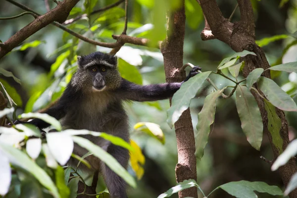 Porträt eines blauen Affengesichts im Lake Manyara Nationalpark, Ta — Stockfoto