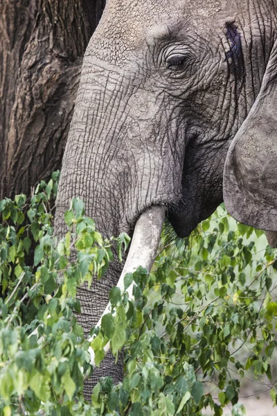 Enorma afrikansk elefant tjur i Tarangire National Park, Tanza — Stockfoto