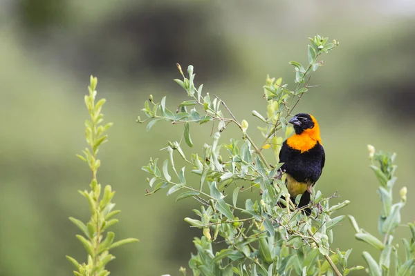Pássaro bispo amarelo macho (Euplectes orix) exibindo com soprado — Fotografia de Stock