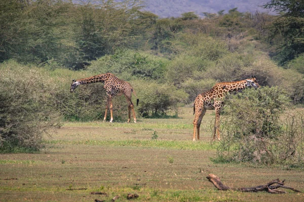 Giraffa in safari wild drive, Kenya . — Foto Stock