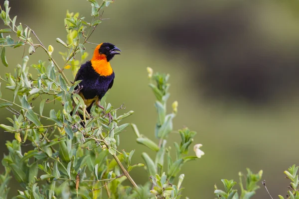 Male yellow bishop bird (Euplectes orix) displaying with puffed — Stock Photo, Image