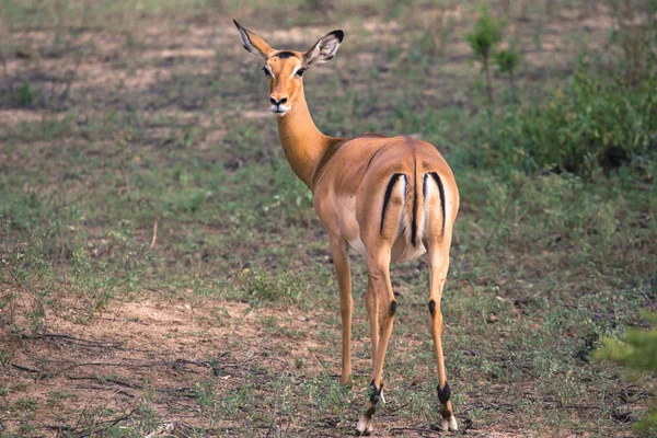 Antilopi impala femminili nella riserva nazionale di Maasai Mara, Kenya . — Foto Stock