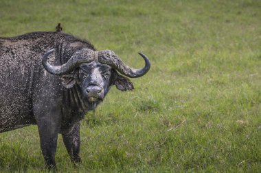 Çimenlerin üzerinde Afrika manda (Syncerus caffer). Fotoğraf ta yapıldı