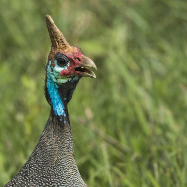 Miğferli beçtavuğu. Afrika vahşi kuş. Göl: Manyara Natio