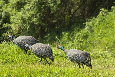 Miğferli beçtavuğu. Afrika vahşi kuş. Göl: Manyara Natio