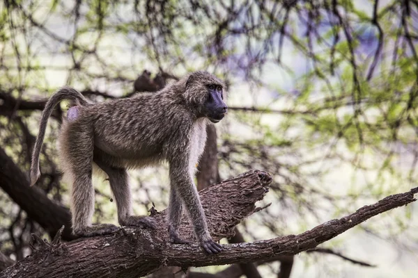 Baboon - Tarangire National Park - Wildlife Reserve in Tanzania, — Stock Photo, Image