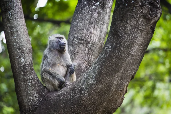 Babuino - Parque Nacional Tarangire - Reserva de Vida Silvestre en Tanzania , — Foto de Stock