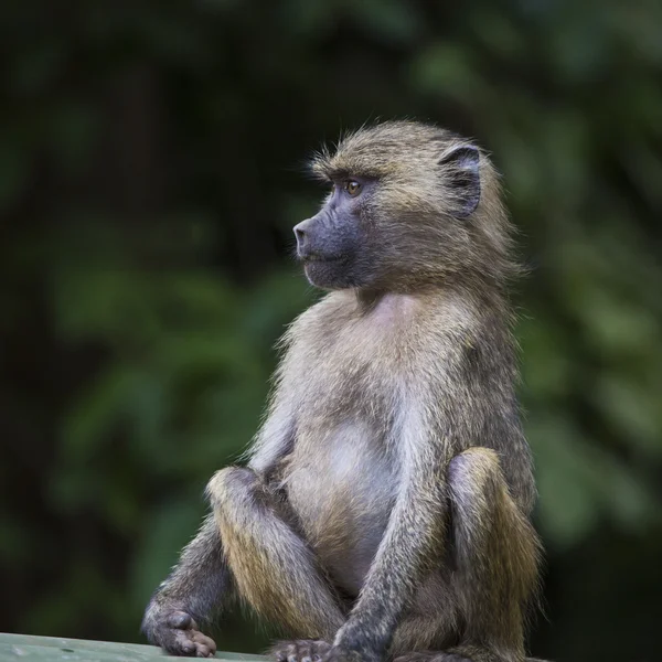 Babian - Tarangire National Park - Wildlife Reserve i Tanzania, — Stockfoto