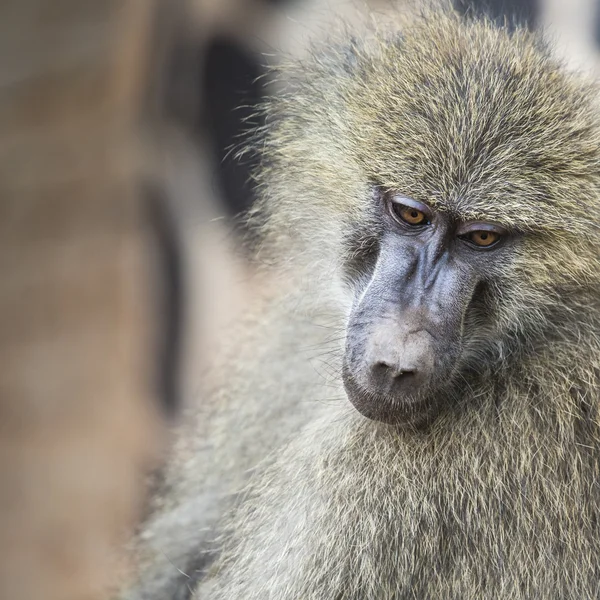 Vista frontal del babuino Anubus en el Parque Nacional Tarangire, Tanzania —  Fotos de Stock