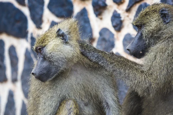 Baboon - Tarangire National Park - Wildlife Reserve in Tanzania, — Stock Photo, Image