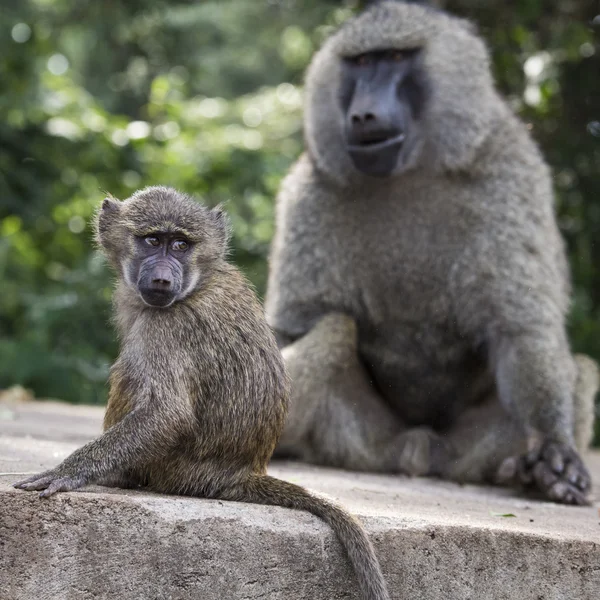 Baboon - Tarangire National Park - Wildlife Reserve in Tanzania, — Stock Photo, Image