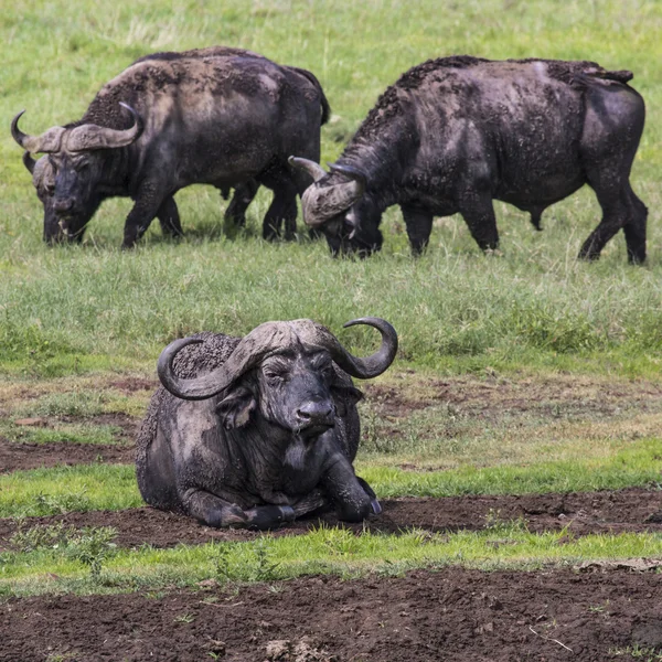 Africká buffalo (Syncerus caffer) na trávě. Fotografie byla ta — Stock fotografie