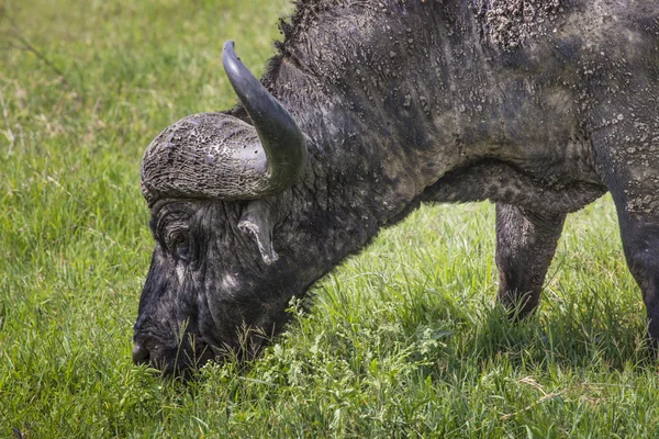 Búfalo africano (Syncerus caffer) na grama. A foto era ta — Fotografia de Stock