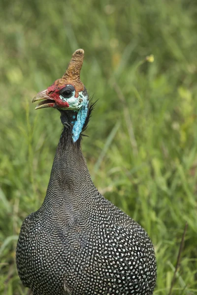 La pintade casquée. Oiseau sauvage en Afrique. Lac Manyara Natio — Photo