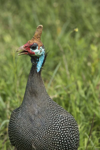 The Helmeted Guineafowl. Wild bird in Africa. Lake Manyara Natio — Stock Photo, Image