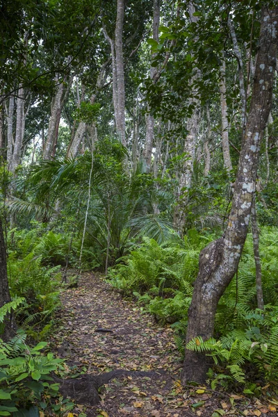 Foresta di Jozani, Zanzibar, Tanzania — Foto Stock