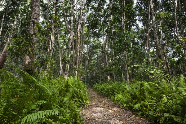 Jozani skogen, zanzibar, tanzania — Stockfoto