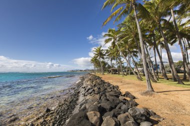 Kapaa Hawaii'deki Kauai kum plajındaki Hindistan cevizi palmiye ağacı