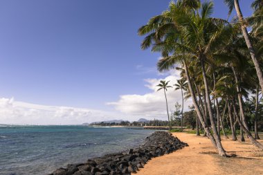 Kapaa Hawaii'deki Kauai kum plajındaki Hindistan cevizi palmiye ağacı