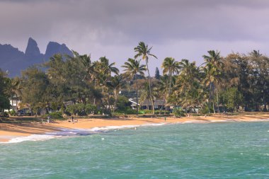 Kapaa Hawaii'deki Kauai kum plajındaki Hindistan cevizi palmiye ağacı