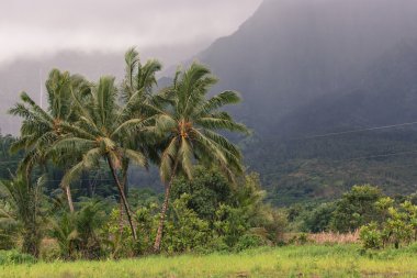 Kapaa Hawaii'deki Kauai kum plajındaki Hindistan cevizi palmiye ağacı