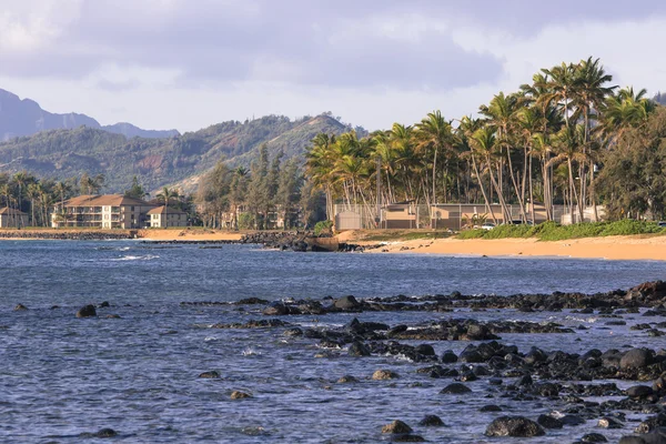 Palmera de coco en la playa de arena en Kapaa Hawaii, Kauai — Foto de Stock
