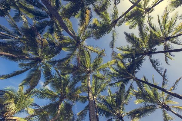 Palmera de coco en la playa de arena en Kapaa Hawaii, Kauai — Foto de Stock