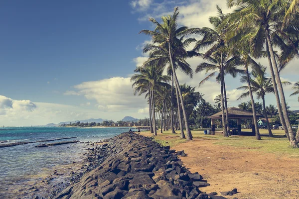 Palmeira de coco na praia de areia em Kapaa Hawaii, Kauai — Fotografia de Stock