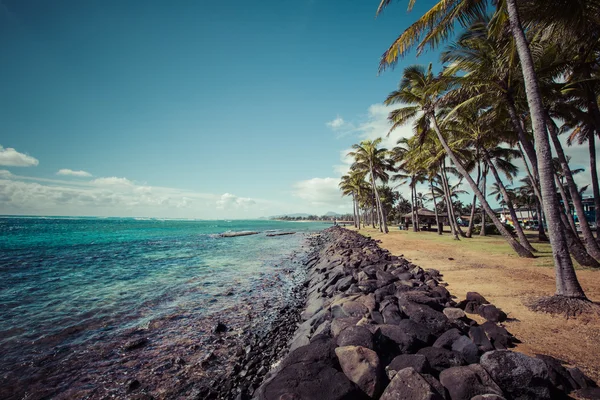 Coconut palmträd på sandstranden i Kapaa Hawaii, Kauai — Stockfoto