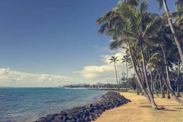 カパア ハワイ、カウアイ島の砂浜のビーチでココナッツのヤシの木 — ストック写真