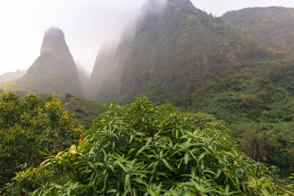 Яо-Вэлли-Парк на Мауи-Гавайях — стоковое фото