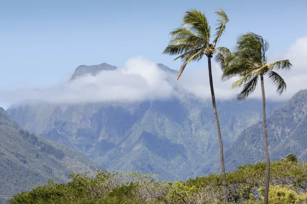 Palmera de coco en la playa de arena en Kapaa Hawaii, Kauai — Foto de Stock