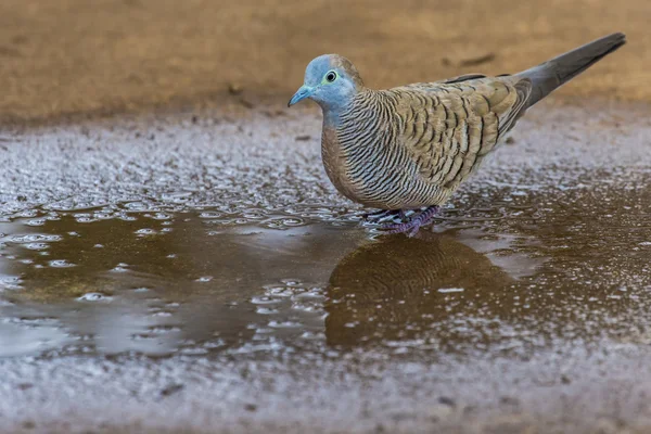 Zebrataube (geopelia striata) in der Natur, Hawaii, USA. — Stockfoto