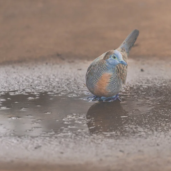 இயற்கையில் செப்ரா டோவ் (Geopelia striata), ஹவாய், அமெரிக்கா . — ஸ்டாக் புகைப்படம்