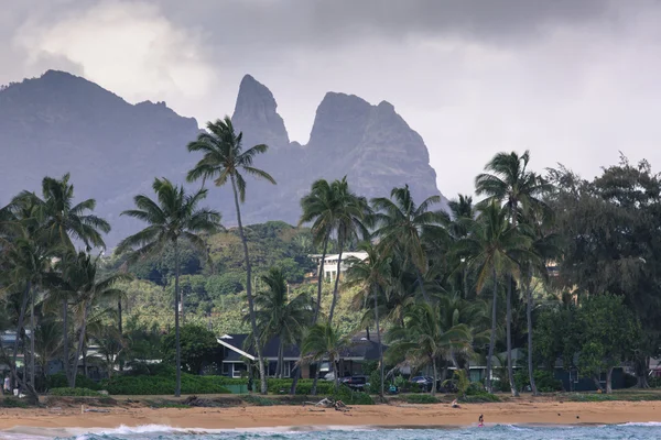 Coconut Palm tree op het zandstrand van Kapaa Hawaii, Kauai — Stockfoto