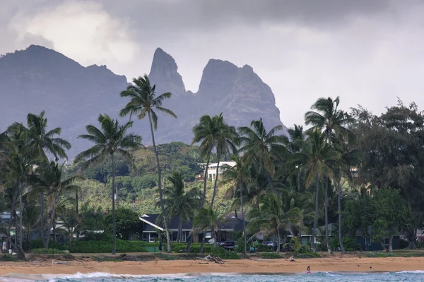 Kokospalmen am Sandstrand in Kapaa Hawaii, Kauai — Stockfoto