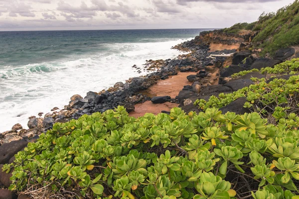 Yeşil bitkiler üzerinde Hawaii, ABD. — Stok fotoğraf