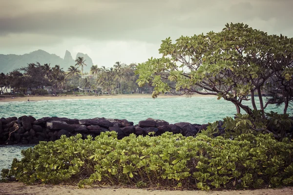 Palmera de coco en la playa de arena en Kapaa Hawaii, Kauai — Foto de Stock