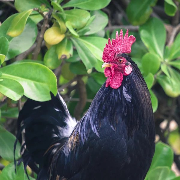 Portrait de poulet Ruster à Hawaï — Photo