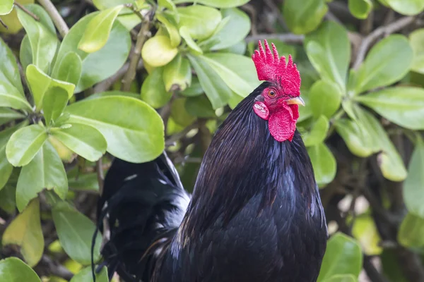 Retrato de galinha ruster em hawaii — Fotografia de Stock