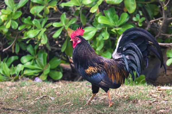 Ржавый куриный портрет на Гавайях — стоковое фото