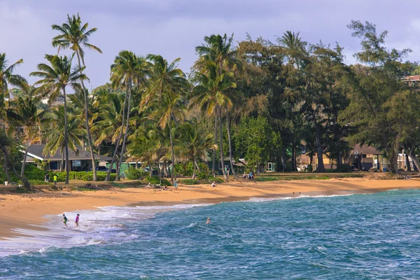 Palmeira de coco na praia de areia em Kapaa Hawaii, Kauai — Fotografia de Stock
